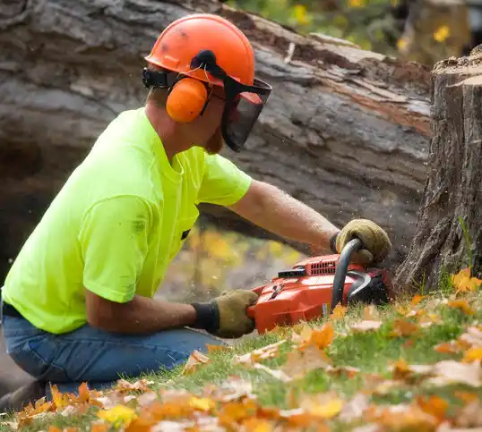 tree services Strykersville